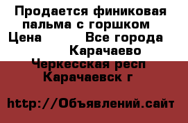 Продается финиковая пальма с горшком › Цена ­ 600 - Все города  »    . Карачаево-Черкесская респ.,Карачаевск г.